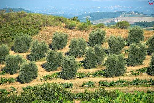 Włochy-Italia. Toscana-Toskania, okolica San Leonino uprawa winorośli i oliwek
